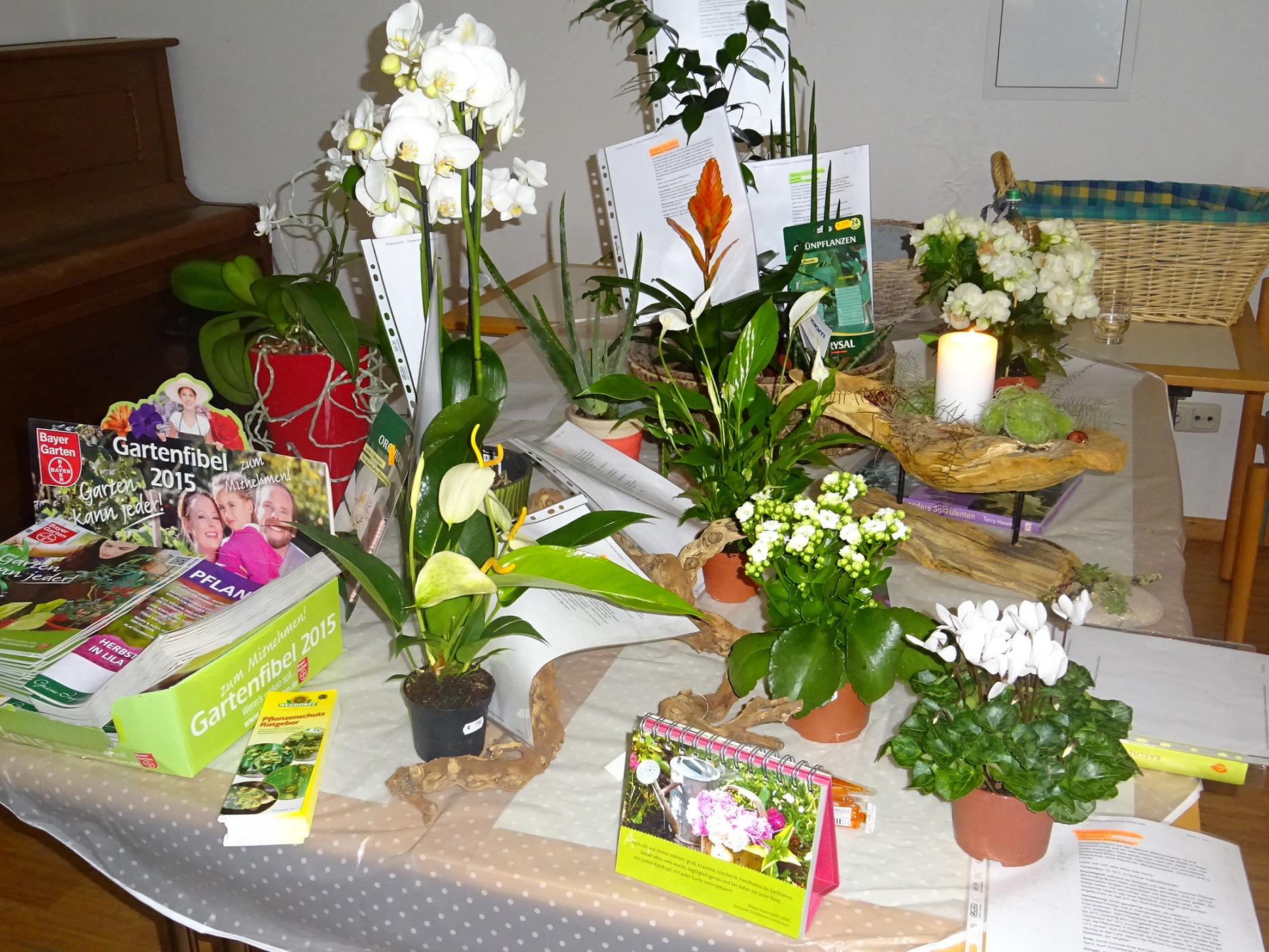zimmerpflanzen düngen jahreszeit Zimmerpflanzen Dünger, Monstera Dünger, 6 Monate Depotwirkung – PlantMe main image 1
